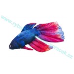 Polštář Bojovnice pestrá 53cm plyšová ryba