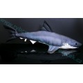 Polštář Žralok bílý 120cm plyšová ryba